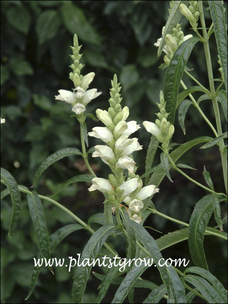 White Turtlehead (Chelone glabra)
The white flowers contrast against the dark green leaves. (September 23